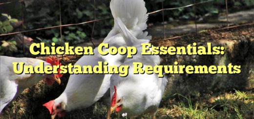 Chicken Coop Essentials: Understanding Requirements 